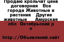 Продаю крольчат цена договорная - Все города Животные и растения » Другие животные   . Амурская обл.,Октябрьский р-н